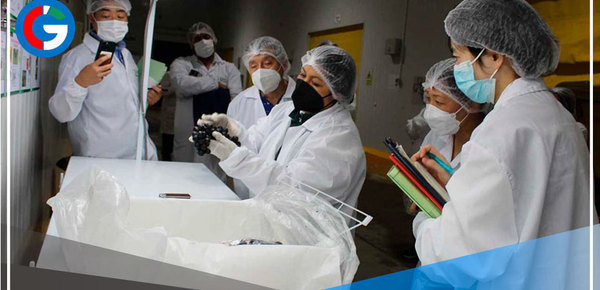 Buenas noticias: Delegación nipona visita a productores de uva en Ica y Piura