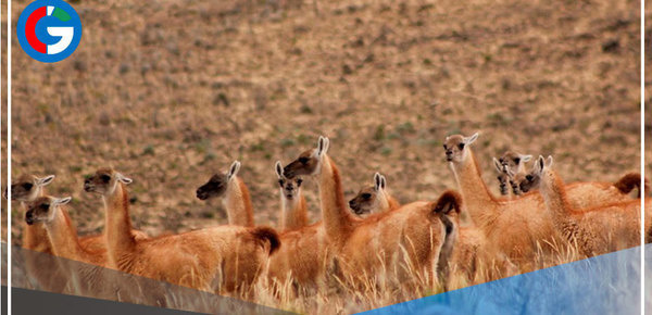 Buenas Noticias: Cajamarca inicia repoblamiento de vicuñas con 240 ejemplares