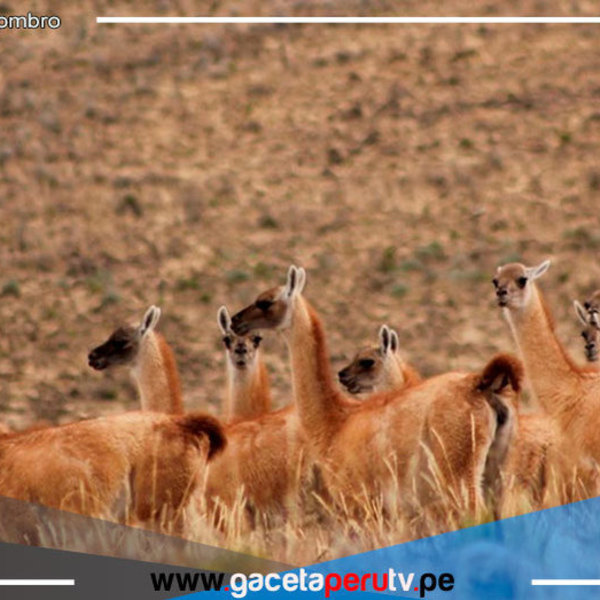 Buenas Noticias: Cajamarca inicia repoblamiento de vicuñas con 240 ejemplares