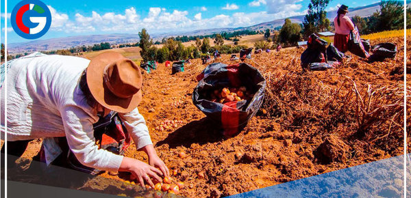 Bono Wanuchay: Banco de la Nación anunció la ampliación del pago hasta el 31 de diciembre