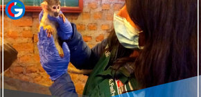 Puno: Decomisaron 139 animales silvestres entre vivos, muertos y partes durante 2022