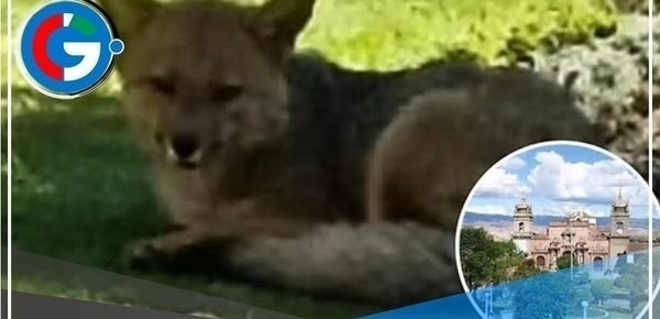 Zorrito Run Run de Ayacucho asesinado por desconocidos