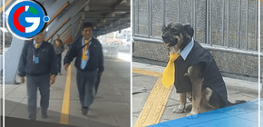 Perro vestido como trabajador del Metropolitano de Lima causa sensación 