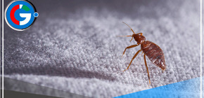 Perros contra chinches en el metro y los trenes de París