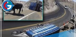 Volcamiento de camión con ganado vacuno en Arequipa provoca caos en la carretera