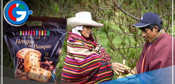Panetón de hongos hecho en Lambayeque, conquista a los peruanos 