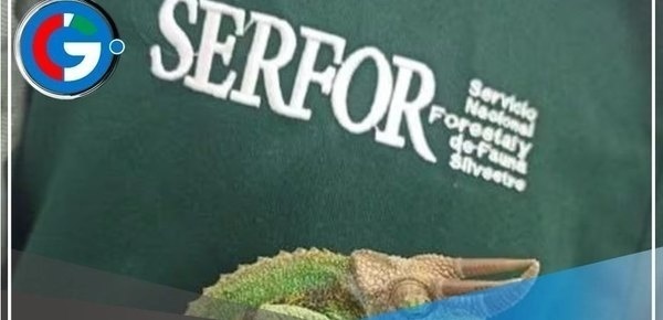 Serfor rescata animales exóticos durante intervención en aeropuerto Jorge Chávez