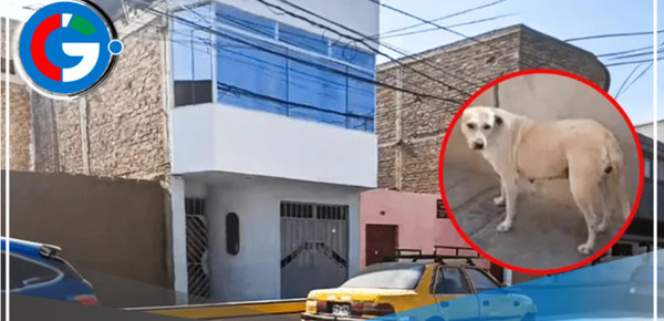 Un perro callejero impidió una tragedia en Trujillo al orinar sobre un explosivo con mecha encendida, salvando así a una familia