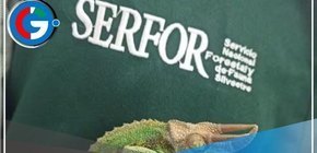 Serfor rescata animales exóticos durante intervención en aeropuerto Jorge Chávez