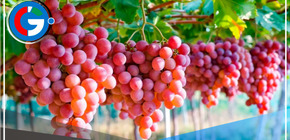 El Perú es el primer exportador de uva fresca del mundo 