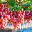 El Perú es el primer exportador de uva fresca del mundo 