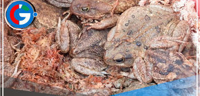 Rechazan el uso indebido de animales silvestres en programa de televisión 