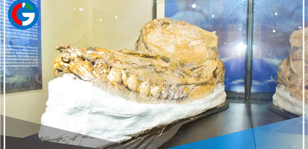 Descubren en Ica fósil de nueva especie de cachalote prehistórico