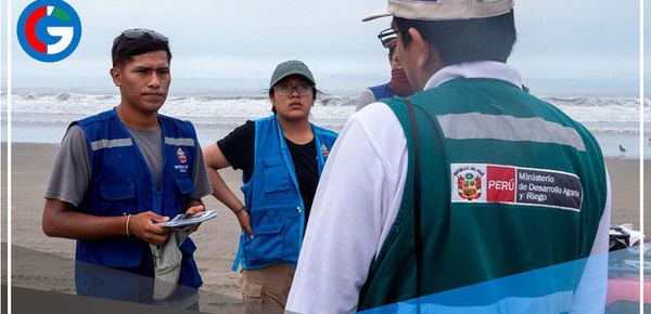 Serfor pide evitar manipular lobos de mar varados en playas de Asia