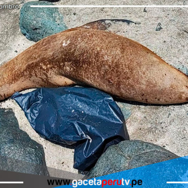Hallan más de 200 aves y 10 lobos marinos muertos en orilla de playas de Ancón