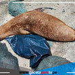 Hallan más de 200 aves y 10 lobos marinos muertos en orilla de playas de Ancón