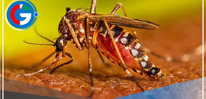 Conozca como se trasmite el Dengue