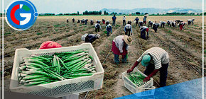 Prometen acelerar la entrega de seguro catastrófico para la siguiente campaña agrícola 