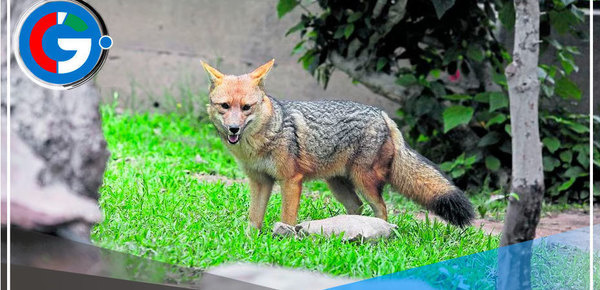 La vida de Run Run viviendo un año en Cajamarca