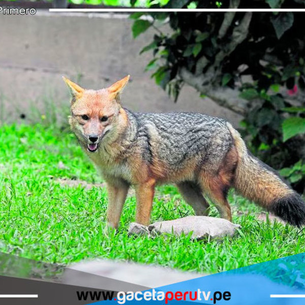 La vida de Run Run viviendo un año en Cajamarca
