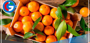 Midagri y la futura exportación de cítricos peruanos para Chile, Nueva Zelanda y Asia