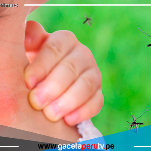 Combate contra el dengue