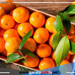 Midagri y la futura exportación de cítricos peruanos para Chile, Nueva Zelanda y Asia