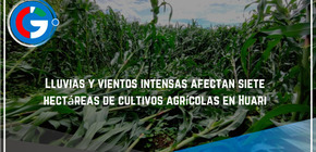 Lluvias y vientos intensas  afectan siete hectáreas de cultivos agrícolas en Huari