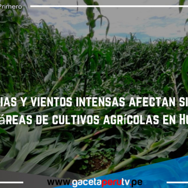 Lluvias y vientos intensas  afectan siete hectáreas de cultivos agrícolas en Huari