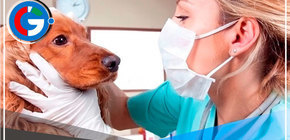 Dia Mundial del Veterinario y su labor importante para la salud publica