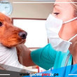 Dia Mundial del Veterinario y su labor importante para la salud publica