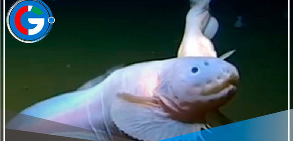 Peces en más de 8000 metros bajo el mar