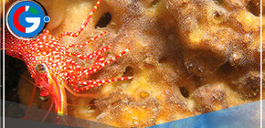 Científicos descubren nueva especie de esponja en litoral nacional de Fauna Peruana