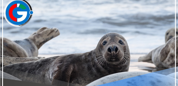 Reportan 10 lobos marinos muertos hallados en bahía de Chimbote