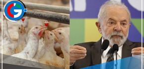 Brasil se declara en "emergencia zoosanitaria" por aumento de gripe aviar