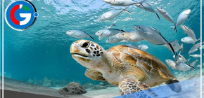 Rescatan 4 tortugas marinas que eran exhibidas sin autorización en establecimiento odontológico en Puno