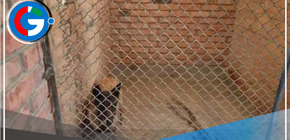 Hombre es condenado a prisión por dejar morir a 4 perros en Arequipa