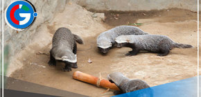 Zoológico de Huachipa hurón nacen bebes trillizos 