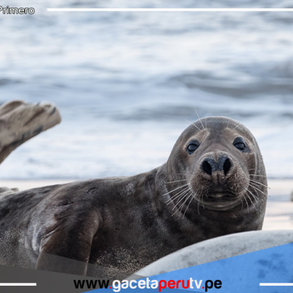 Vecinos de Barranco reportaron la presencia de tres lobos de mar varados en estacionamientos de la Costa Verde