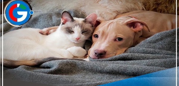 Prisión de cinco años a quienes asesinan a animales domésticos 