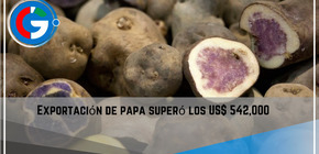 Exportación de papa superó los US$ 542,000.