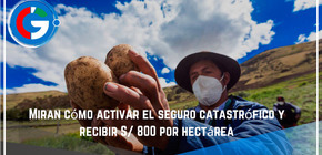 Miran cómo activar el seguro catastrófico y recibir S/ 800 por hectárea