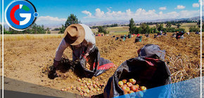 Bolivia: Principal destino de exportaciones de papas peruanas