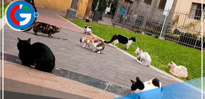 Defensora de animales estaría detrás de la muerte de gatos, según alcalde de Miraflores