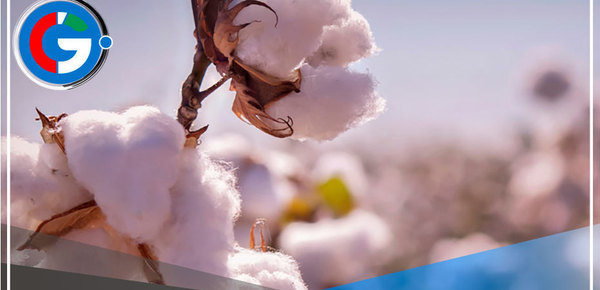 Lluvias y ola de calor perjudican el 30% de producción de algodón