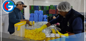 Puno apuesta por la papaya orgánica: un emprendimiento rentable para productores del valle de Sandia