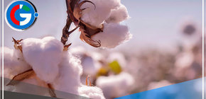 Lluvias y ola de calor perjudican el 30% de producción de algodón