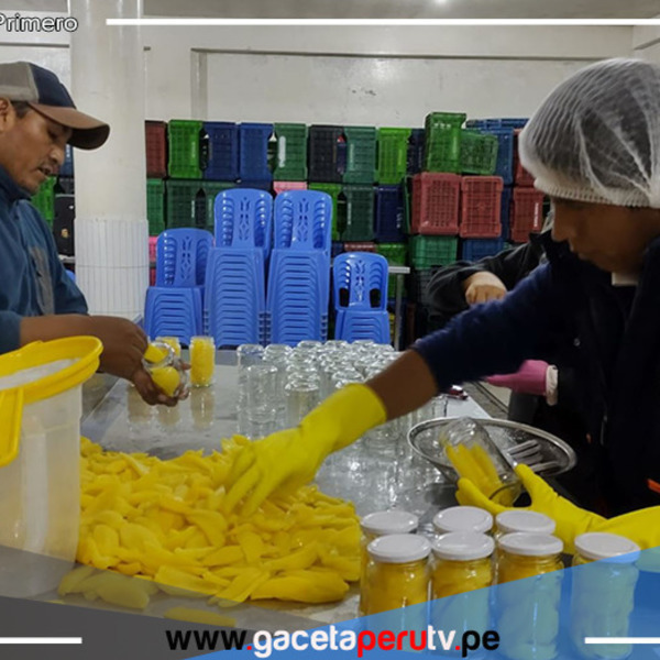 Puno apuesta por la papaya orgánica: un emprendimiento rentable para productores del valle de Sandia