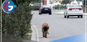 Sujeto asesina a perro rescatado arrojándolo a olla con aceite hirviendo en México