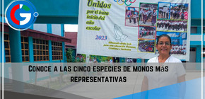 Conoce a las cinco especies de monos más representativas